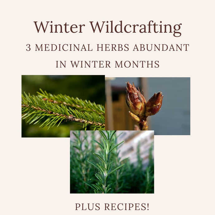 Winter Wildcrafting - 3 Medicinal Herbs Abundant in Winter Months - Plus Recipes